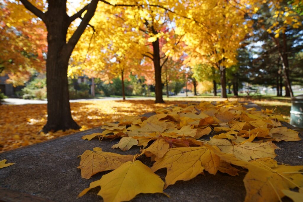 Mes de Noviembre